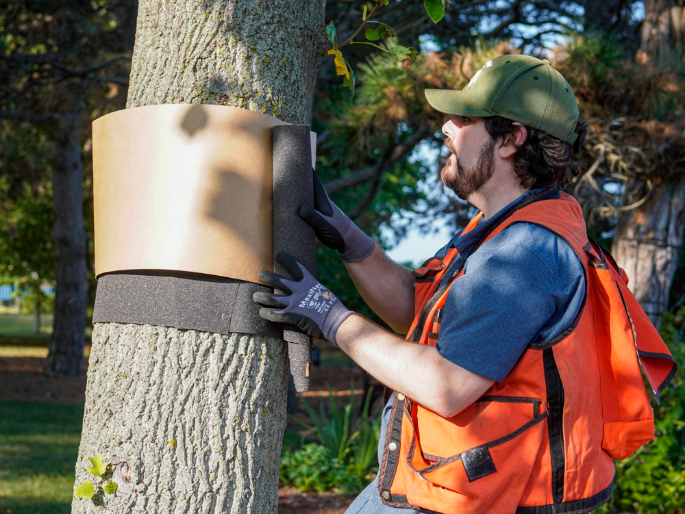 Tim wrapping a tree in trap material.